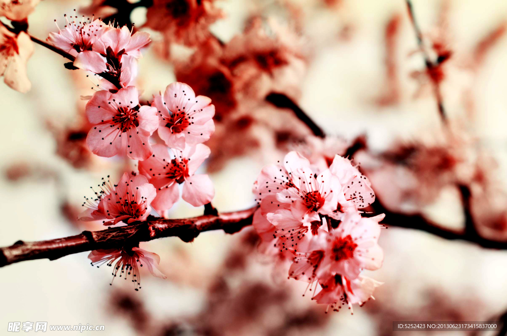 桃花