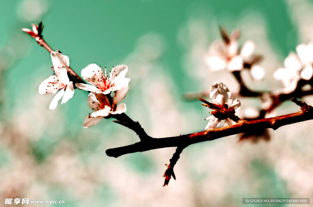 桃花