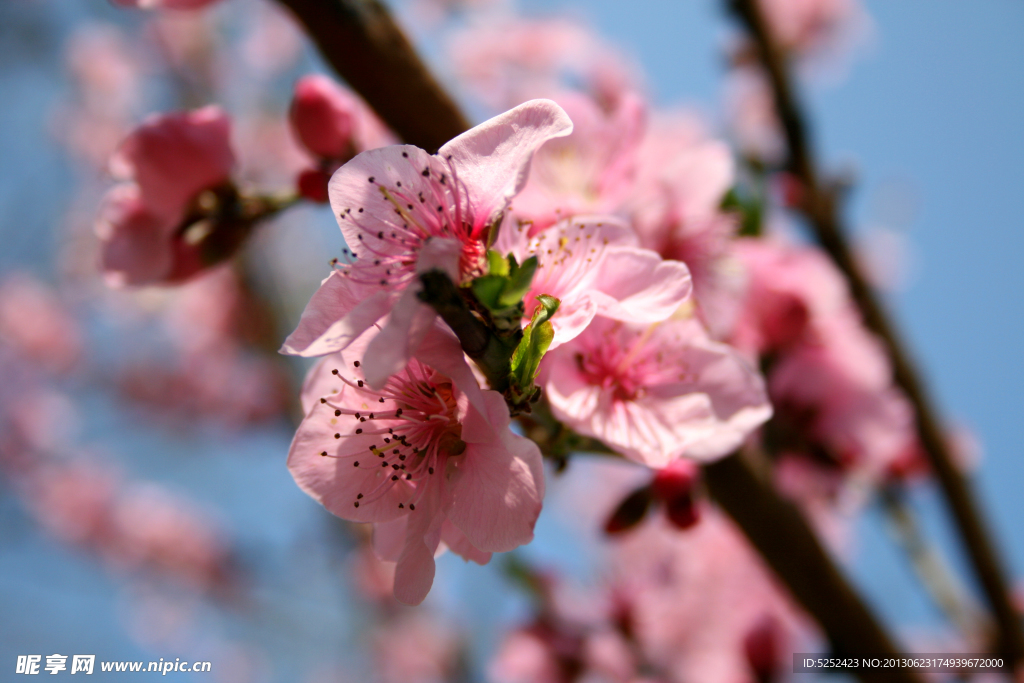 桃花