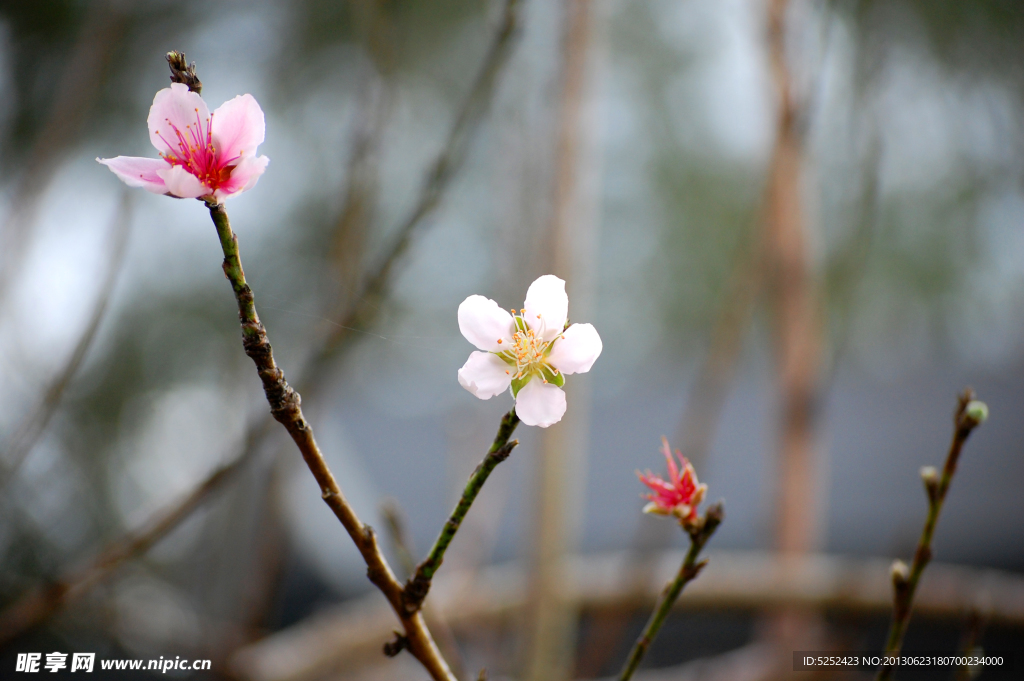 桃花