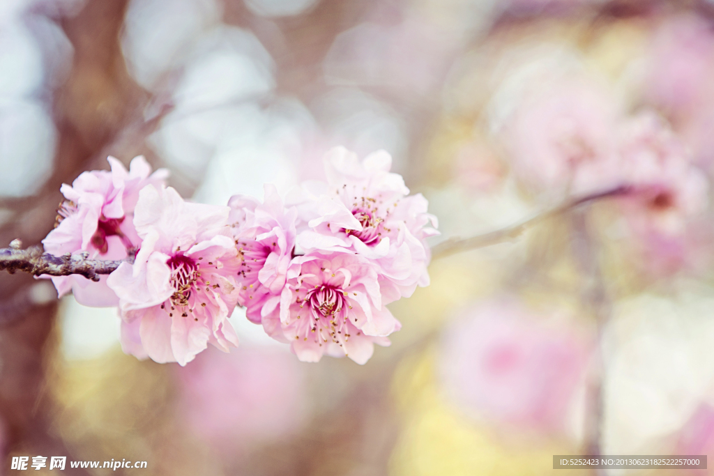 桃花