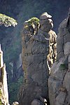 仙人采药