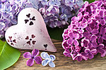 丁香花