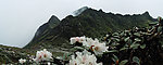 山中杜鹃