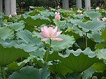 莲花