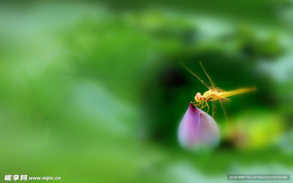 蜻蜓