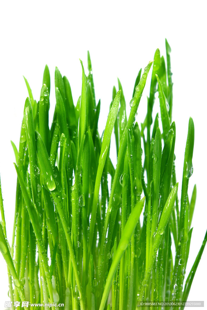 韭菜