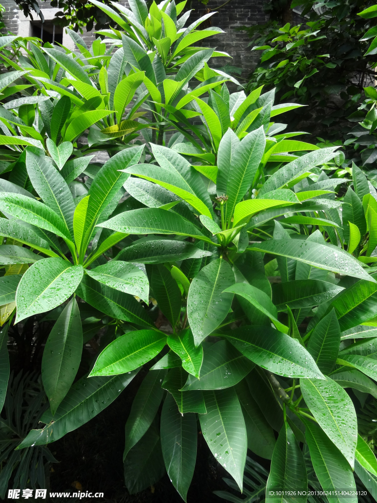 绿色植物