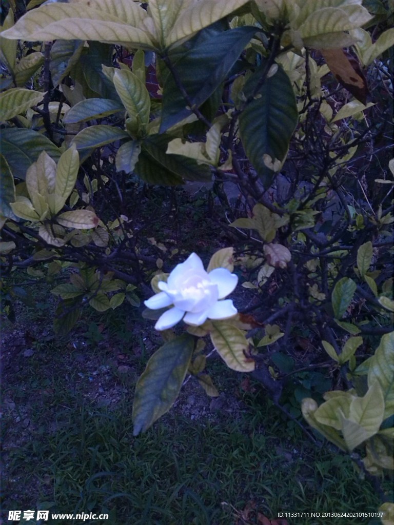 栀子花
