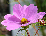 波斯菊