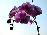 蝴蝶蓝花