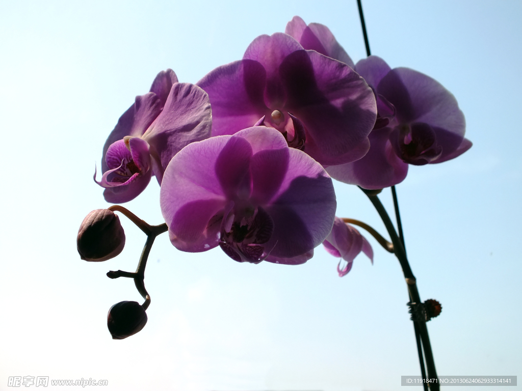 蝴蝶蓝花