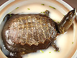 浓汤甲鱼
