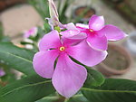 长春花