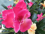花卉