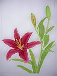 花朵 百合花