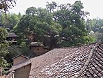 古树 乡村