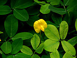 绿色植物