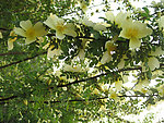绿色 花
