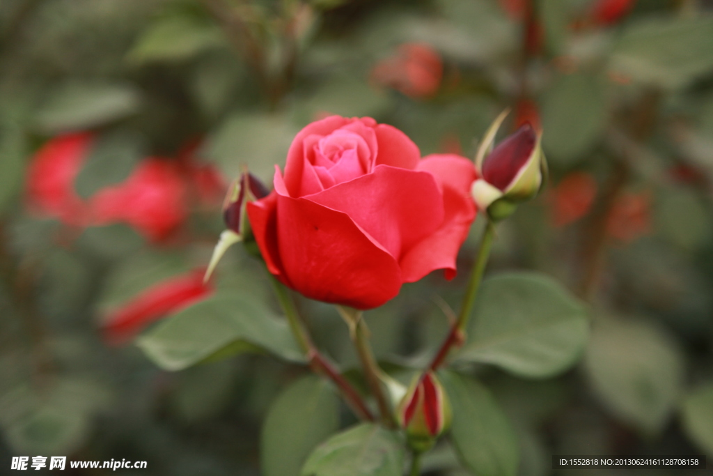 月季花