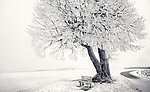 雪地 树