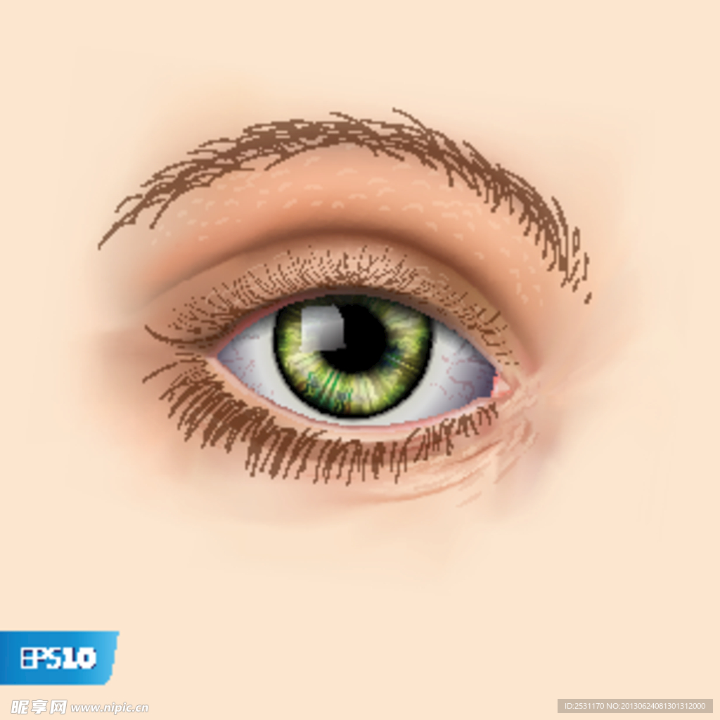 美女眼睛