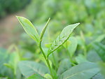 茶叶