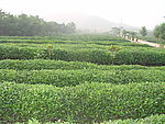 茶园