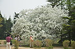 山荆子