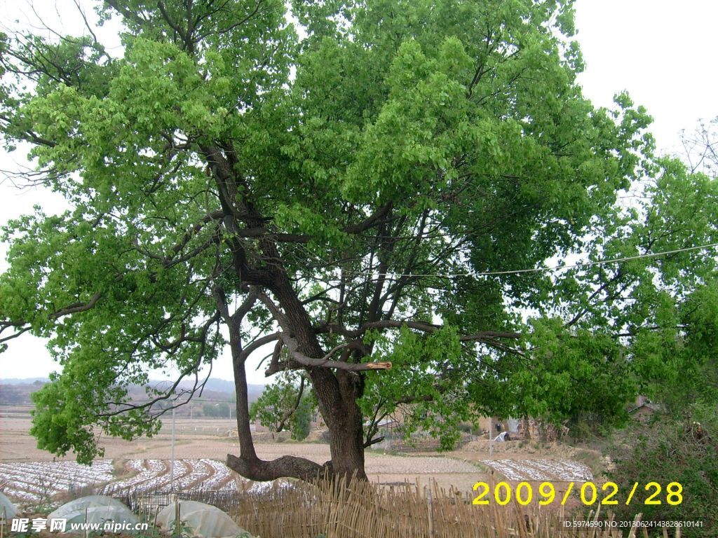 风景树