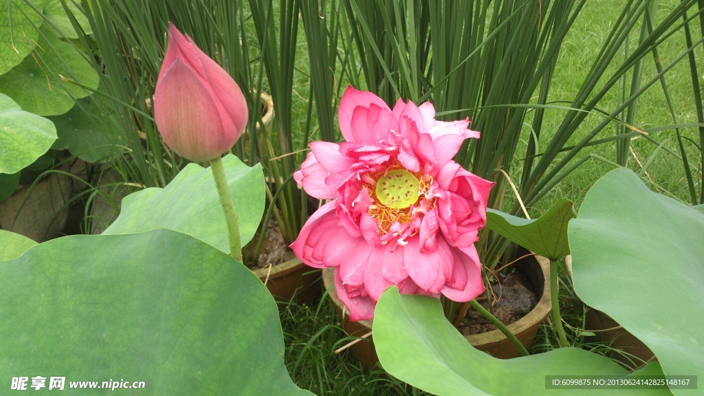 荷花