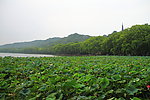 西湖美景