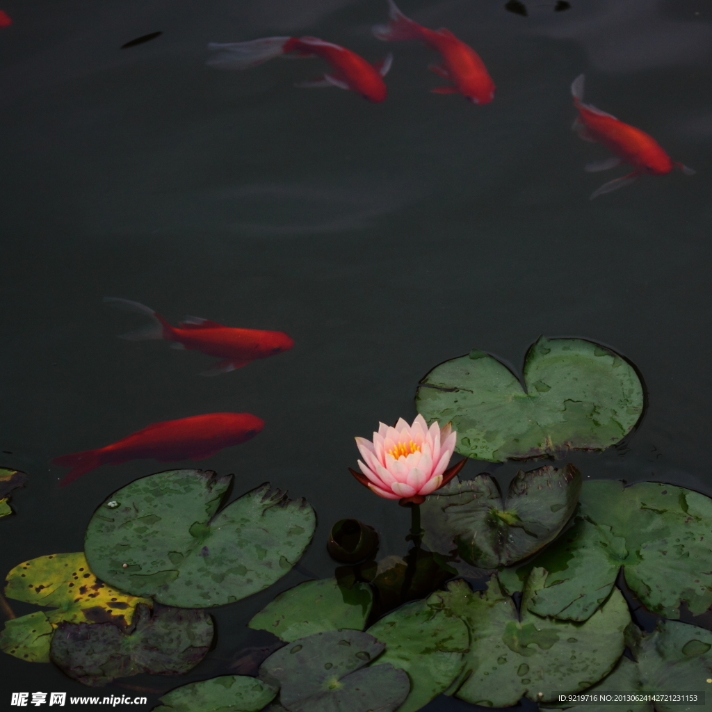 荷塘