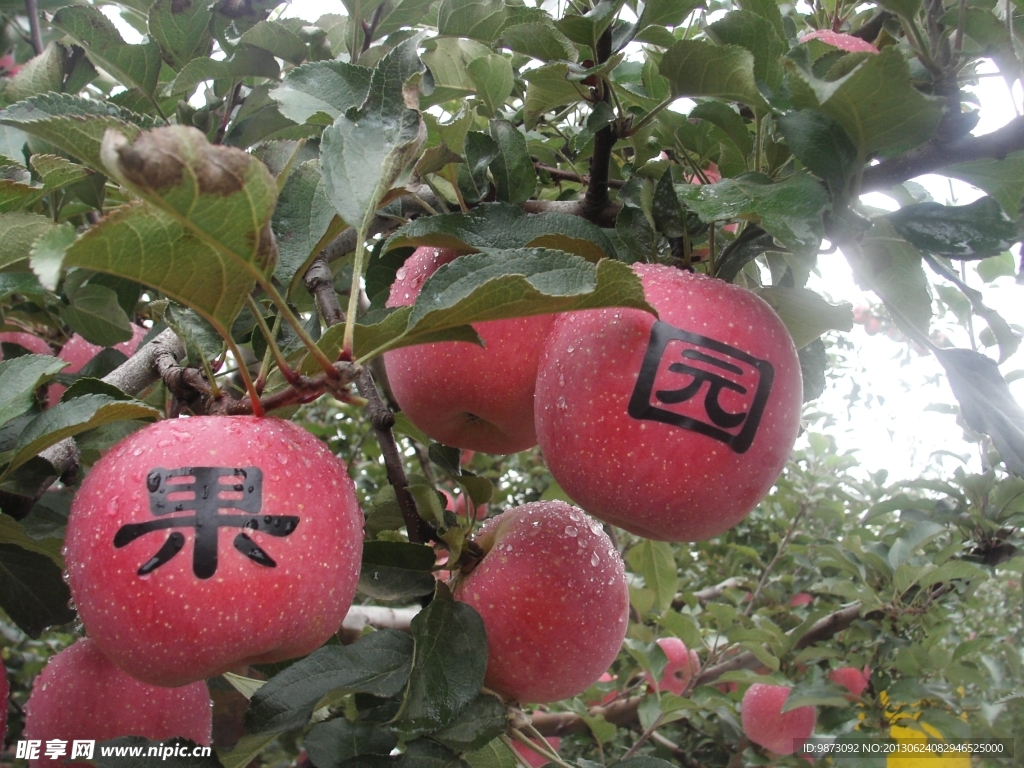 苹果