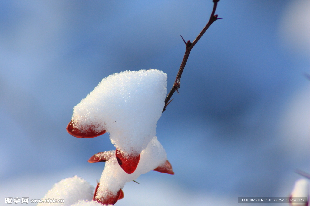 雪之狐