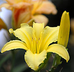 黄色白合花