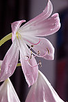 玉米兰花开