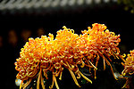 秋菊