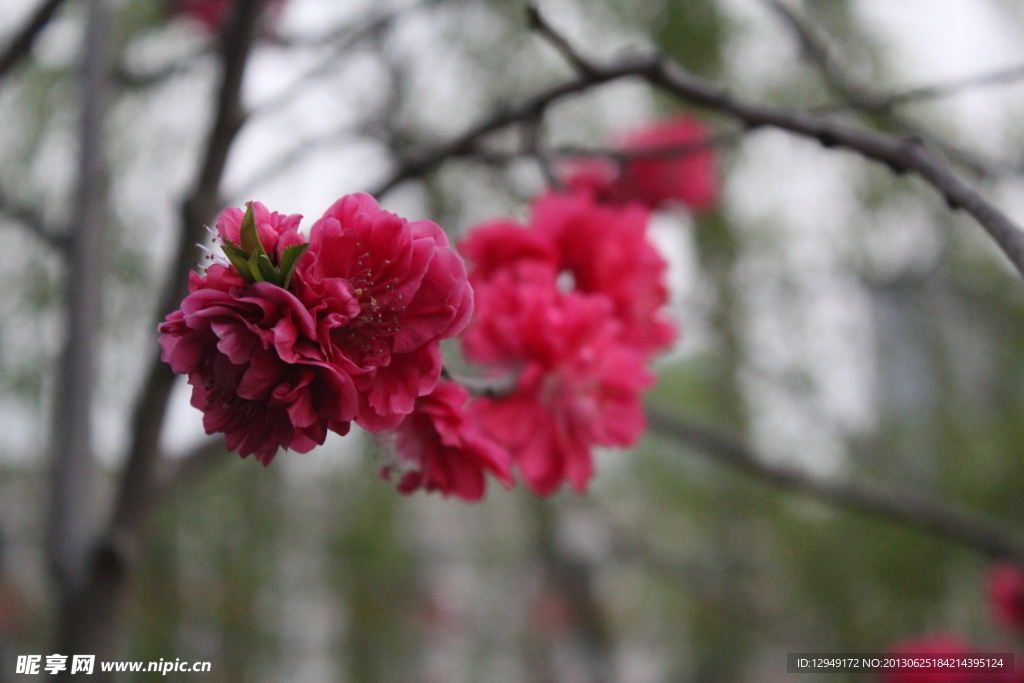 桃花
