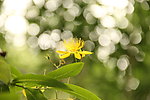 黄色的花