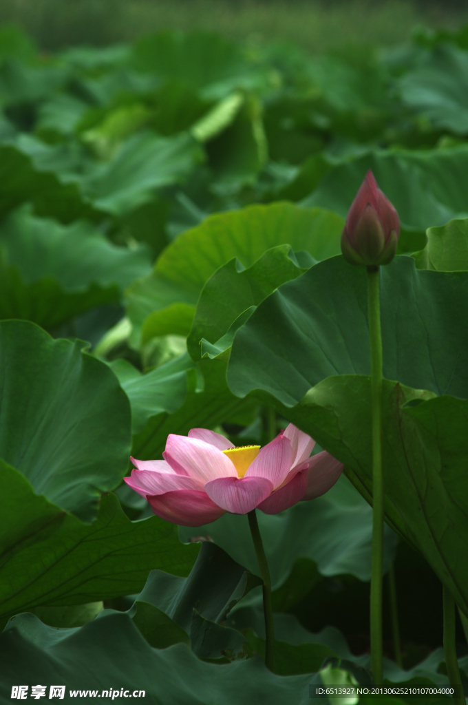 荷花