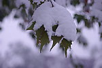 雪景