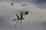 雪景