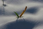 雪景