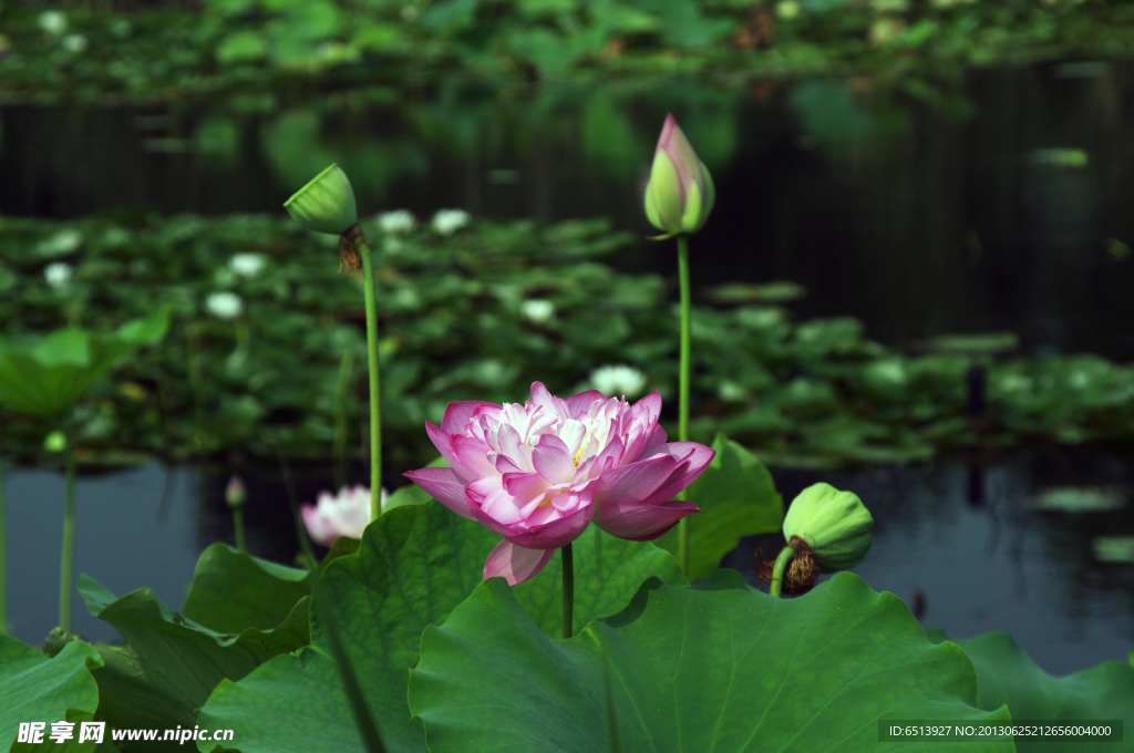 荷花