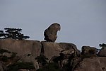 猴子观海