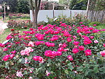 月季花