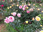 月季花