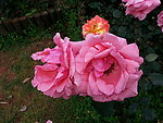 花 月季