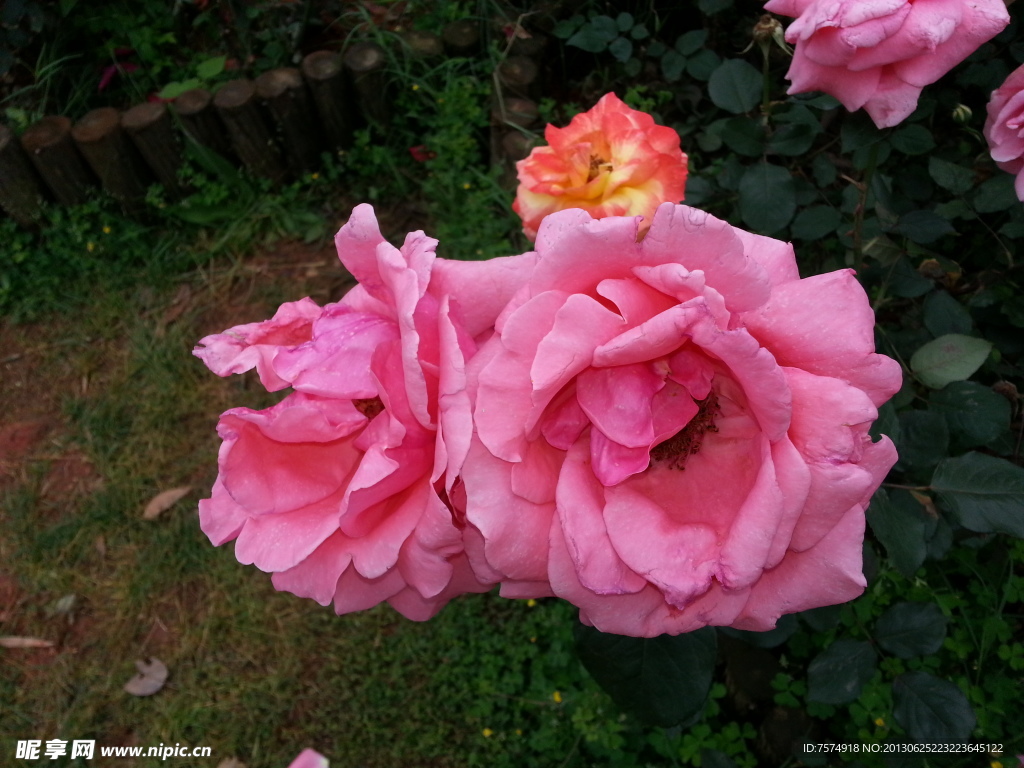 花 月季